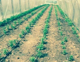 Lushnjë, policia zbulon 7 serra me kanabis sativa, 3 në pranga