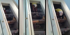 Ja çfarë e vërteton prejardhjen tonë nga majmuni (Video)