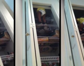 Ja çfarë e vërteton prejardhjen tonë nga majmuni (Video)