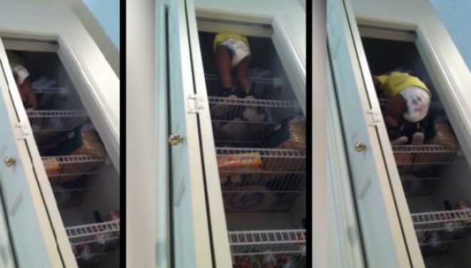 Ja çfarë e vërteton prejardhjen tonë nga majmuni (Video)