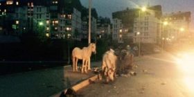 Jo te” Vali Ranch”, por në mes të Prishtinës (FOTO)