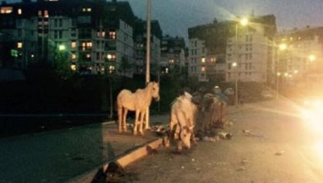 Jo te” Vali Ranch”, por në mes të Prishtinës (FOTO)