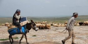 Të karikosh celularin në shpinën e gomarit [Foto]