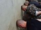 Familjarët e të arrestuarve në Kumanovë me lot trishtimi para burgut, kërkojnë ndihmë nga Isa Mustafa (Foto)
