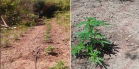 Tepelenë, digjet parcela me kanabis e hapur rishtasi