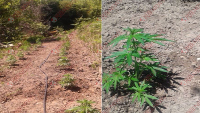 Tepelenë, digjet parcela me kanabis e hapur rishtasi