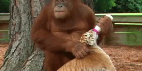 Orangutangu nuk e kupton se tre fëmijët e tij janë tigra (Video)