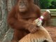 Orangutangu nuk e kupton se tre fëmijët e tij janë tigra (Video)