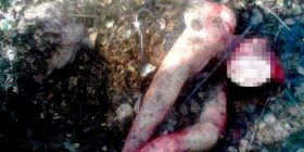 Gruaja që u “varros” nga ariu: Më ruajti për vaktin tjetër [Video/ Pamje shqetesuese]