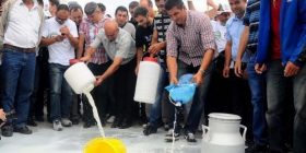 Qumështarët protestojnë sot në shenjë pakënaqësie me gjendjen në këtë sektor
