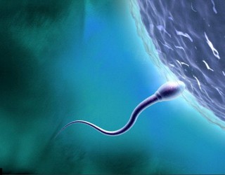 Katër fakte interesante për spermën që çdo mashkull duhet t’i dijë