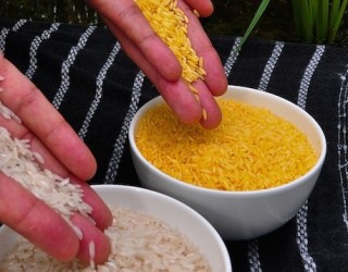 Shkencëtarët kanë shpikur një oriz të ri “për të ushqyer botën”