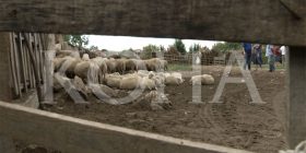 Llava e ujqve ia mbyt çerekun e deleve familjes Sokoli në Viti