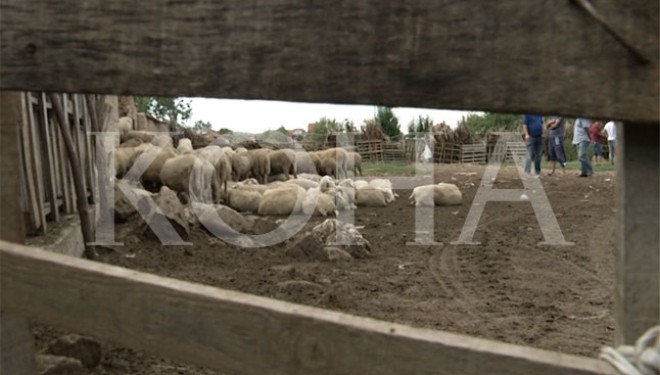 Llava e ujqve ia mbyt çerekun e deleve familjes Sokoli në Viti