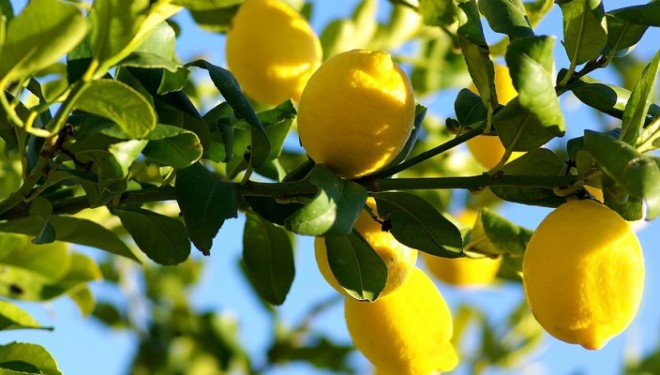 Vetitë dhe vlerat e limonit
