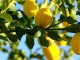 Vetitë dhe vlerat e limonit