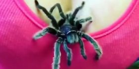 Kur nga dekolteja del një… merimangë (Video)