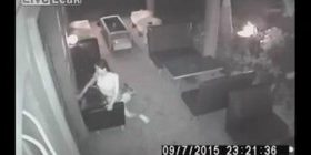 Nisin të bëjnë seks në lokal, por… (Video+18)