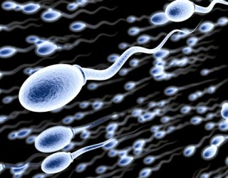 Seksi rastësor përmirëson cilësinë e spermës