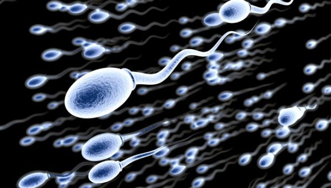 Ushqimi i duhur për spermatozoidë të shëndetshëm
