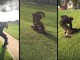Ja se si e rrah “dhëndrin” i cili i kishte torturuar motrën (Video)