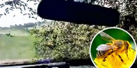 Kur bletët “sulmojnë” makinën e policisë