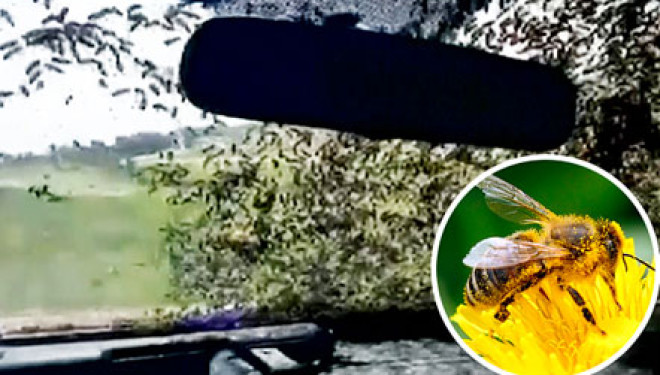 Kur bletët “sulmojnë” makinën e policisë