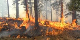 Digjen 20 hektarë kullota në Vlorë