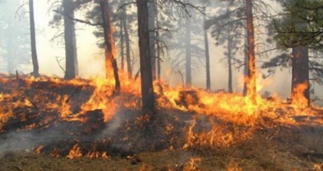 Digjen 20 hektarë kullota në Vlorë