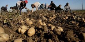Mali i Zi kthen mbrapsht 23 tonë patate nga Kosova