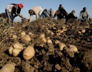 Mali i Zi kthen mbrapsht 23 tonë patate nga Kosova