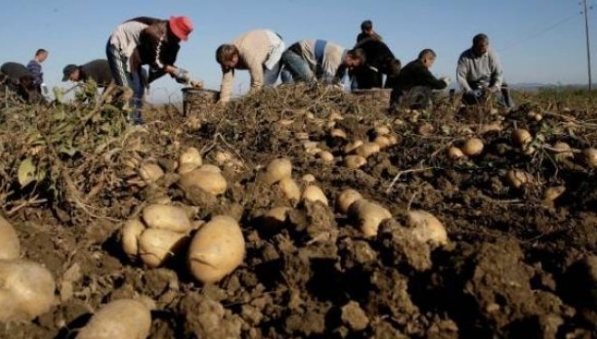 Mali i Zi kthen mbrapsht 23 tonë patate nga Kosova