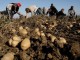 Mali i Zi kthen mbrapsht 23 tonë patate nga Kosova
