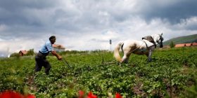 Toka bujqësore në Kosovë po degradohet