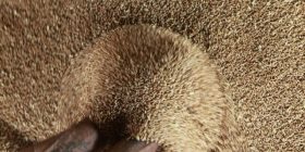 Sekreti i rezervave shtetërore…