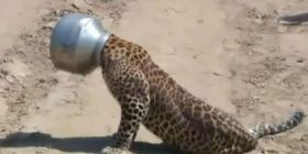 Kërkon ushqim, leopardit i ngec koka në tenxhere (Foto)