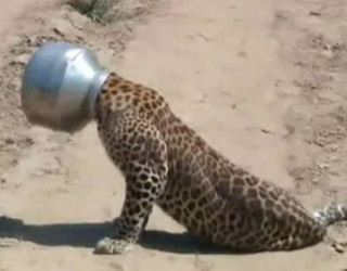 Kërkon ushqim, leopardit i ngec koka në tenxhere (Foto)