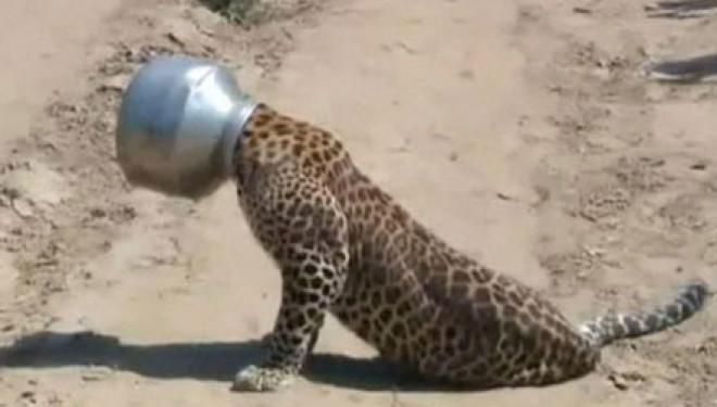 Kërkon ushqim, leopardit i ngec koka në tenxhere (Foto)
