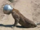 Kërkon ushqim, leopardit i ngec koka në tenxhere (Foto)