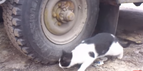 Keni rastin ta shihni live Tom dhe Jerry (VIDEO)