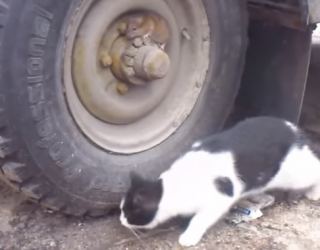 Keni rastin ta shihni live Tom dhe Jerry (VIDEO)