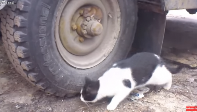 Keni rastin ta shihni live Tom dhe Jerry (VIDEO)