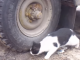 Keni rastin ta shihni live Tom dhe Jerry (VIDEO)