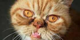 Horror në Tropojë: Shfaqet “macja-qen” që masakron kafshët (Foto)
