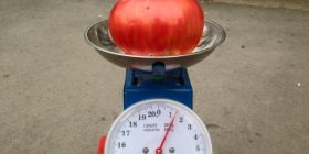 Në Kosovë prodhohet “superdomatja” , 1 kg e 400 gr