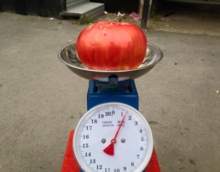 Në Kosovë prodhohet “superdomatja” , 1 kg e 400 gr