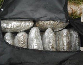 Itali, sekuestrohen rreth 4 ton marijuanë; në pranga 9 shqiptarë