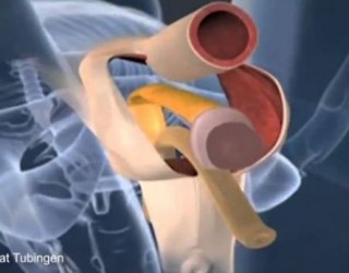 Momenti kur organi seksual mashkullor shndërrohet në organ femëror (VIDEO)