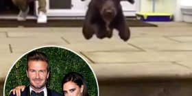 Një tjetër antar i familjës Beckham bëhet me instagram