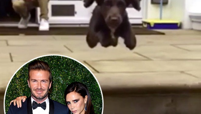 Një tjetër antar i familjës Beckham bëhet me instagram